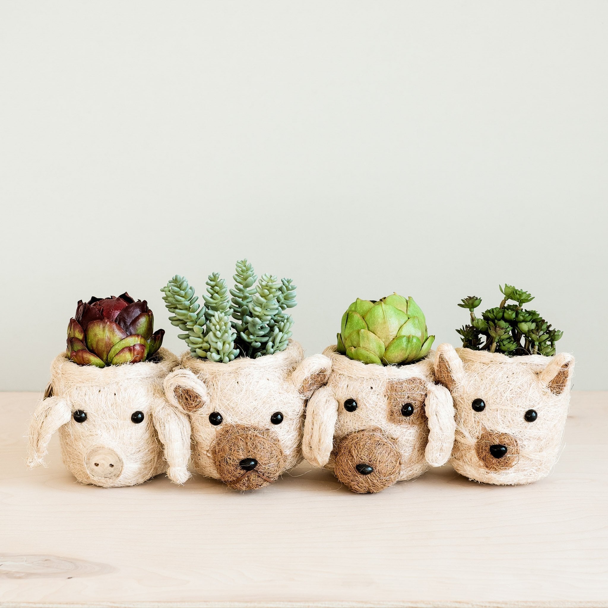 Cat Succulent Planter - Animal Head Planters | LIKHÂ by LIKHÂ
